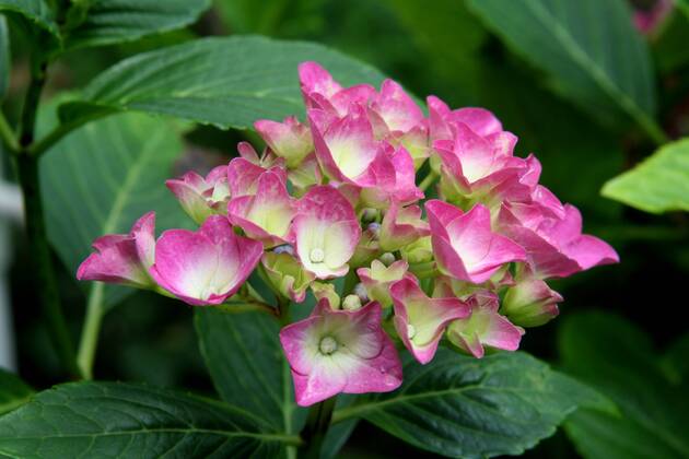 Gartenhortensie Garten Hortensie Bauern Hortensie Bauernhortensie Hortensie Hydrangea