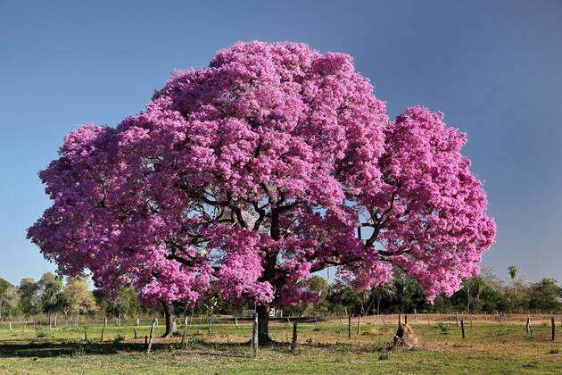 Pink Lapacho Handroanthus Impetiginosus
