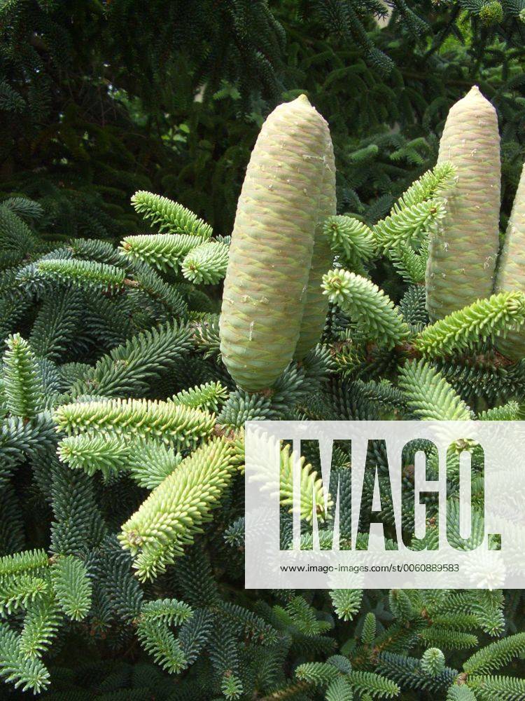 Blaue Spanische Tanne, Igel-Tanne, Igeltanne, Andalusische Tanne ... Blaue Spanische Tanne, Igel-Tanne, Igeltanne, Andalusische Tanne ...