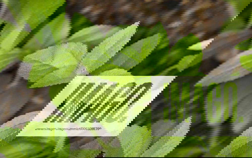 Suesskraut, Honigkraut, Stevia (Stevia rebaudiana), Staengel mit