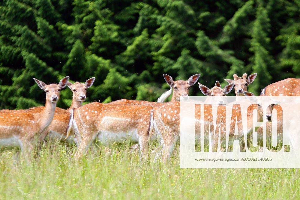 Eine Herde Rehe steht auf einer Wiese in der Nähe von Unterach ( Oberösterreich Eine Herde Rehe steht auf einer Wiese in der Nähe von Unterach ( Oberösterreich