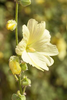 Yellow Hollyhock, wrinkled Hollyhock, Runzelige Hollyhock, Yellow ...