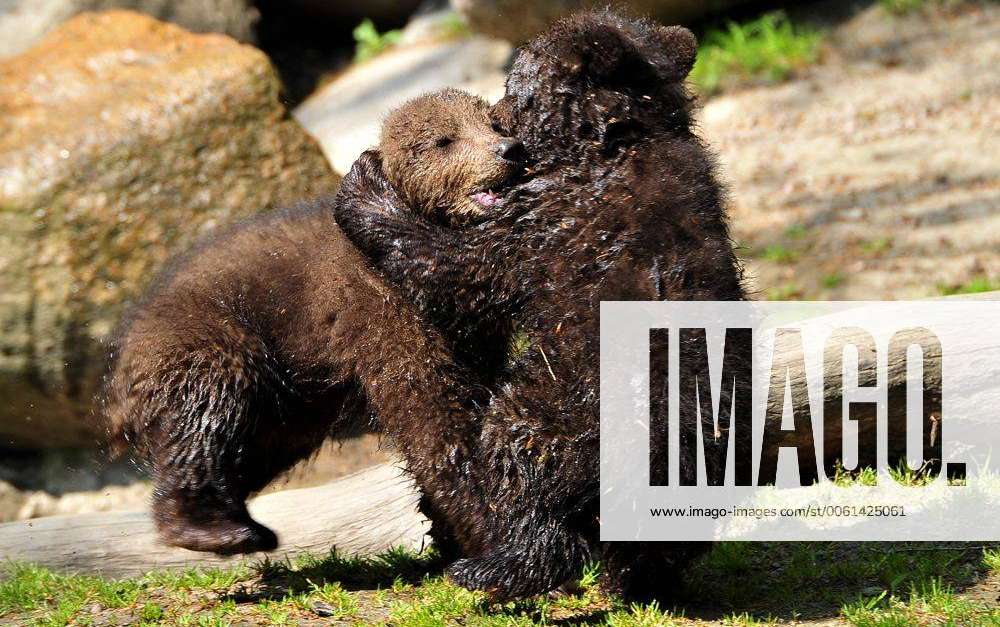 Kamtschatka Bärin Mascha Mit Ihren Jungen Irina Iwan Und Igor 3 Junge Bären Im Tierpark Hagenbeck 