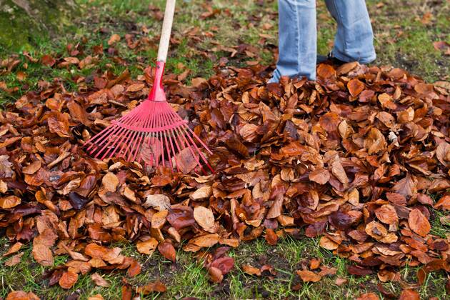 Laub harken. Blätter entfernen. Gartenarbeit im Herbst. Laub harken ...