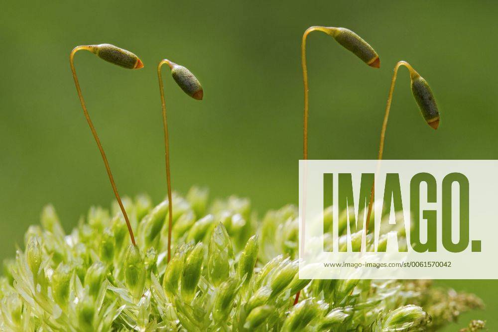 Swan sneck thymemoss Horn calcareous moss (Mnium hornum) close up of