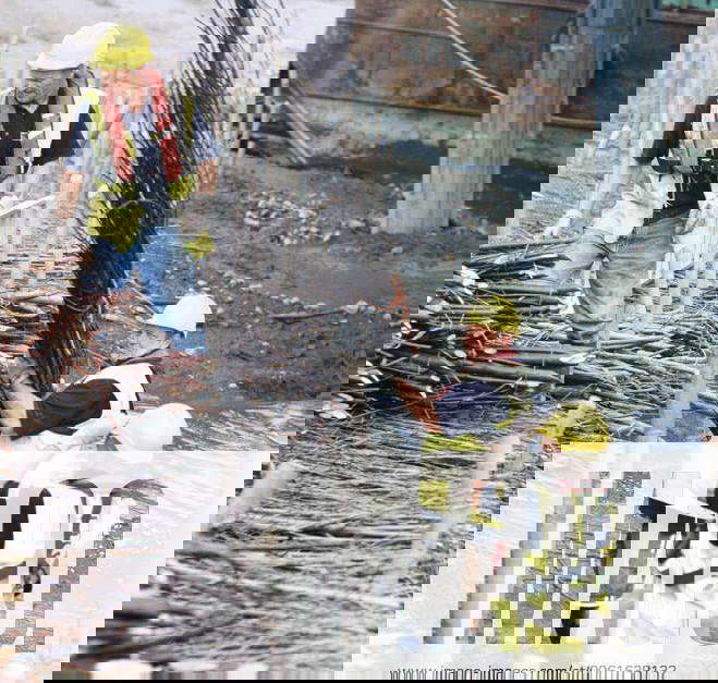 Lifting in and laying the brushwood faggot bundles between driven