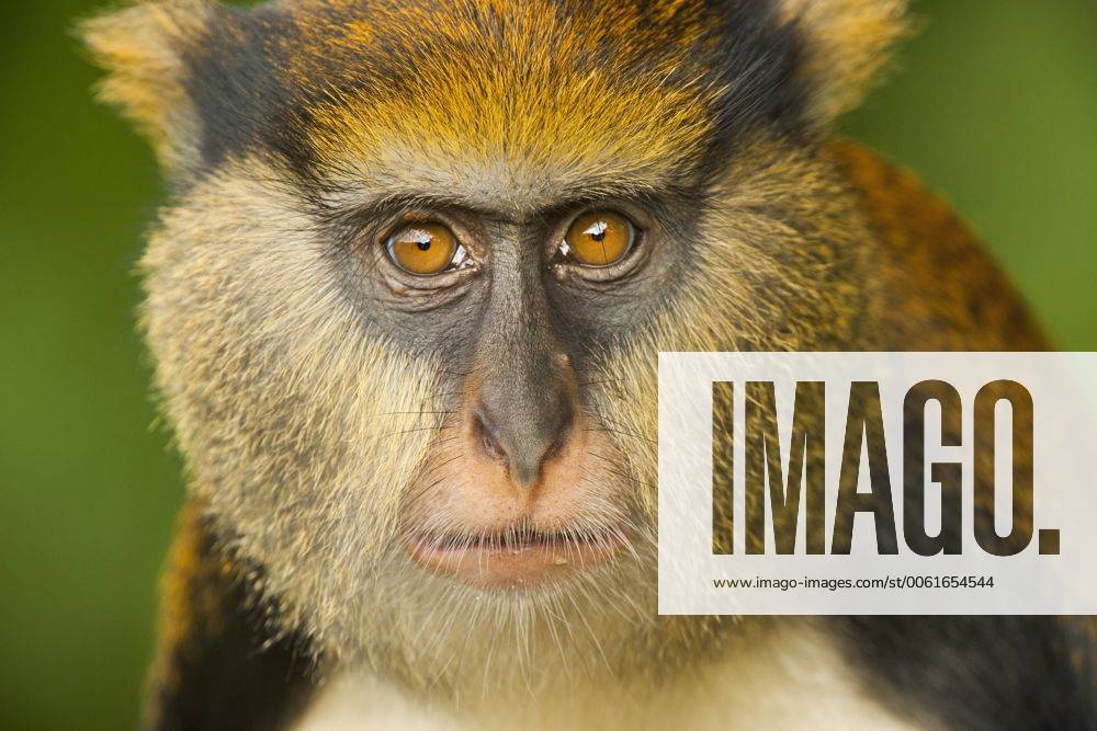 Mona monkey, Cercopithecus mona, Boabeng-Fiema Monkey Sanctuary, Ghana