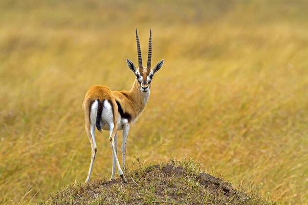 Grantgazelle, Grant-Gazelle (Gazella granti), Jungtier, Kenia, Masai ...