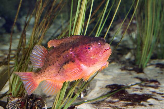 Seehase, Lump, Lumpfisch, Lump-Fisch lumpsucker, lumpfish, hen-fish ...
