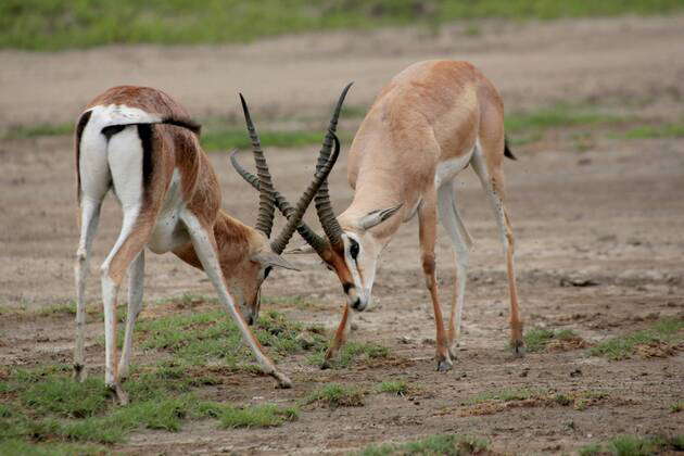 Grantgazelle, Grant-Gazelle (Gazella granti), Jungtier, Kenia, Masai ...