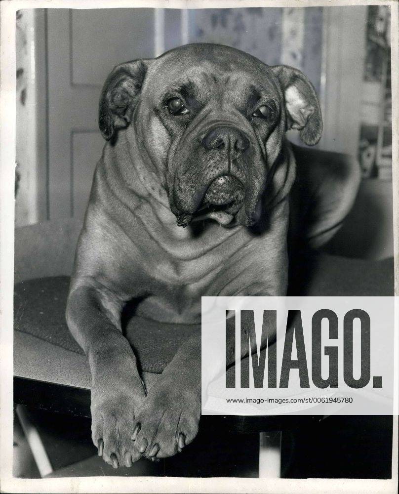 Sep. 09, 1960 - Lulu - The Sex - Change Dog: Buller, an wight-year old  boxer dog has