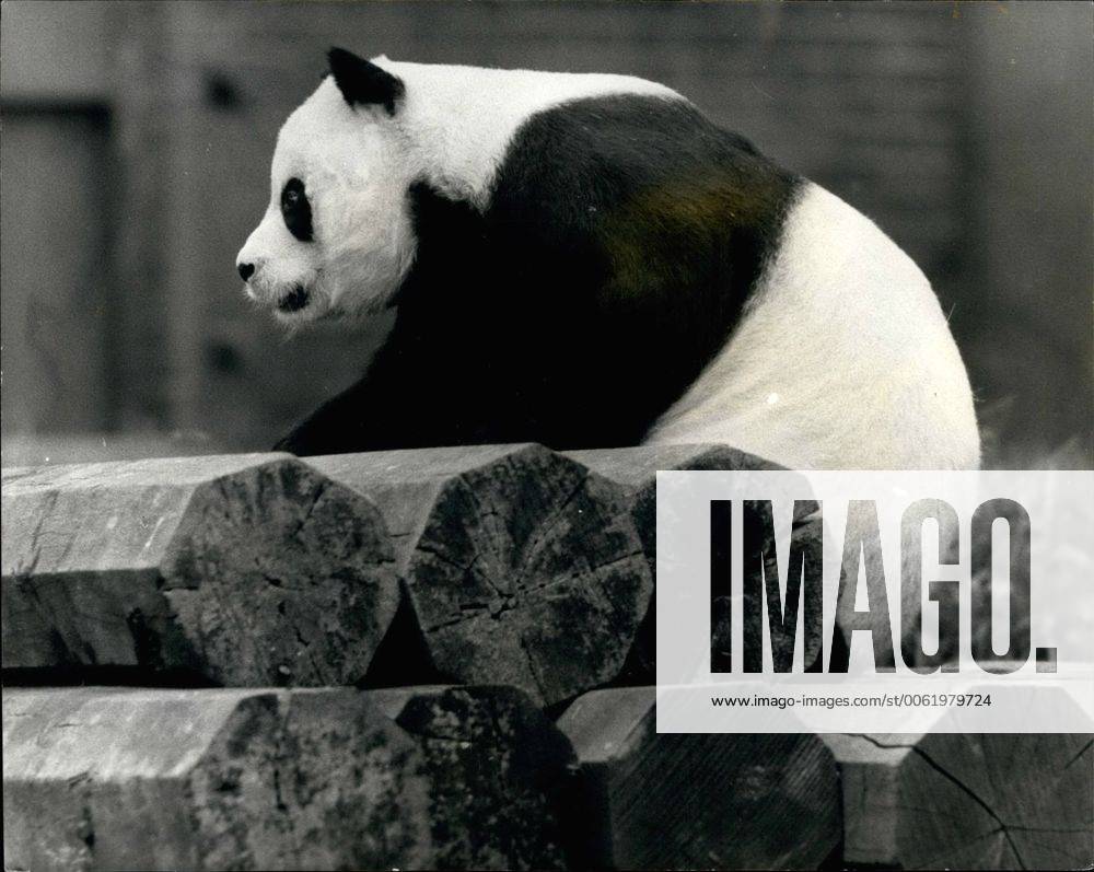 Aug. 08, 1968 - Will Chi-Chi Changer Her Mind?: Russia s giant panda ...