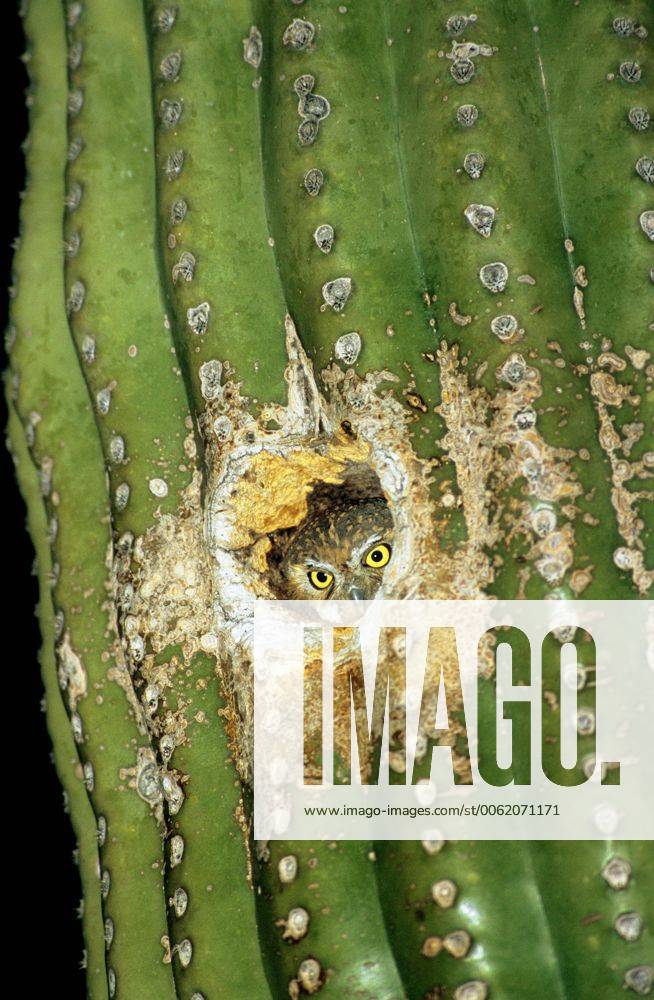 Adult elf owl (Micrathene whitneyi) roosting in an abandonned ...