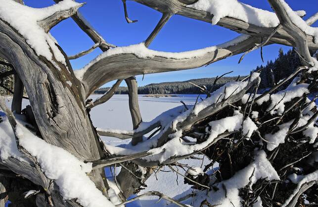An overturned root sticking out of the ice in the Dee Lake chain above ...