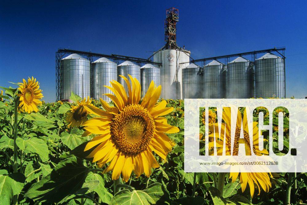 Sunflower (Helianthus annuus) field and inland grain terminal near