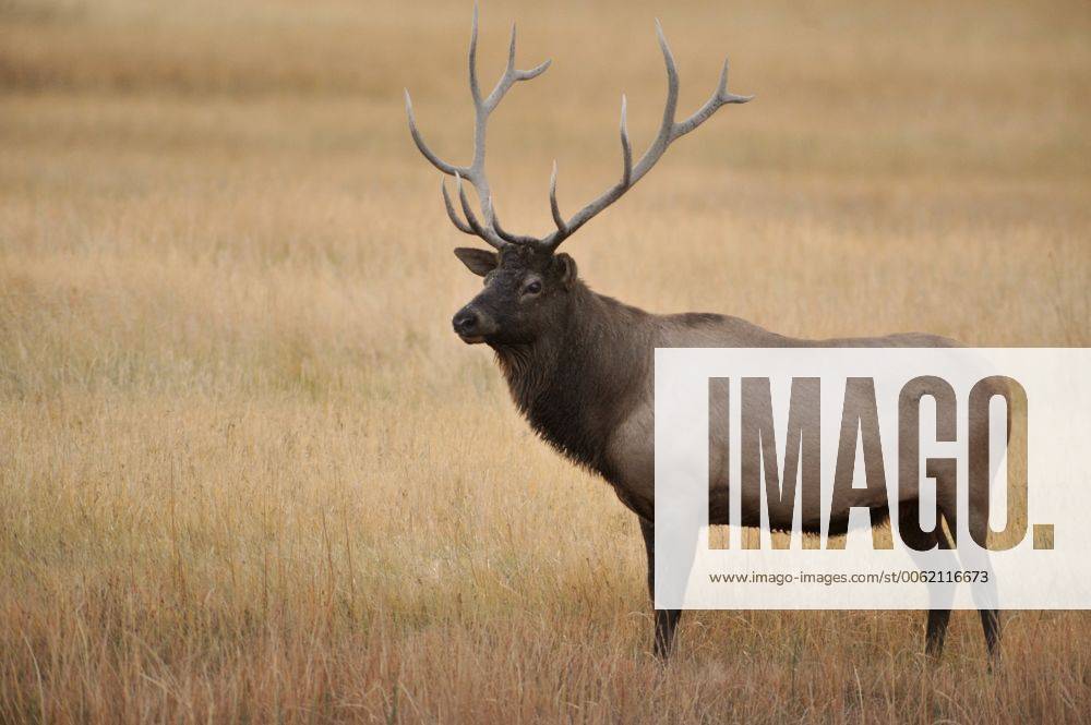 Elk 6 Point bull stag in Madison River during rutting season acp