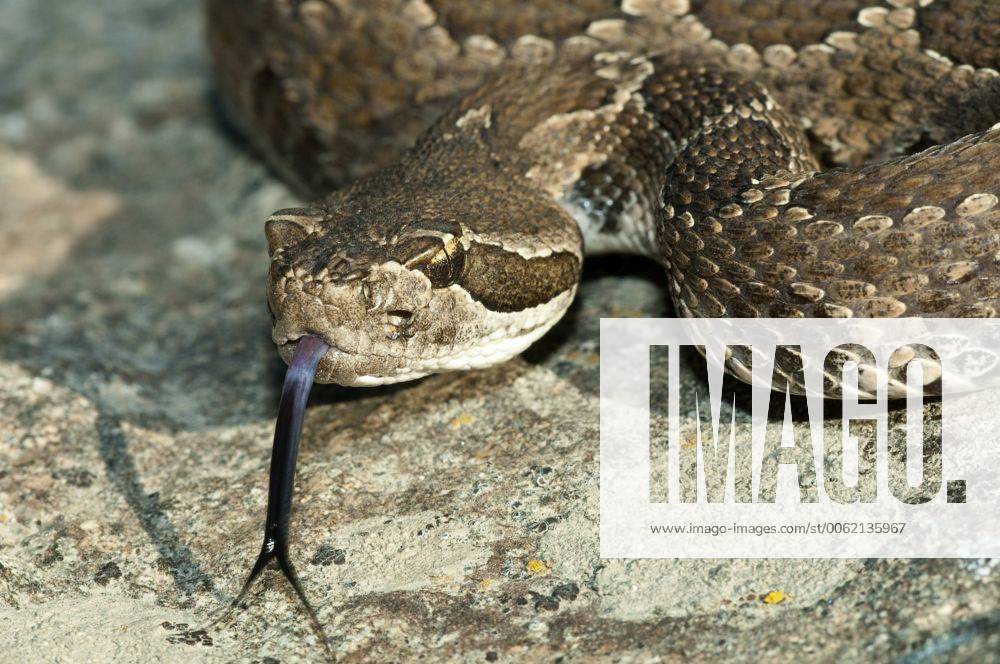 Western Rattlesnake (Crotalus Oreganus), Southern Okanagan Valley ...