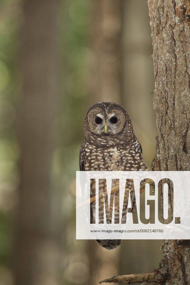 Northern Spotted Owl, Strix occidentalis caurina, Southern BC, Canada Y