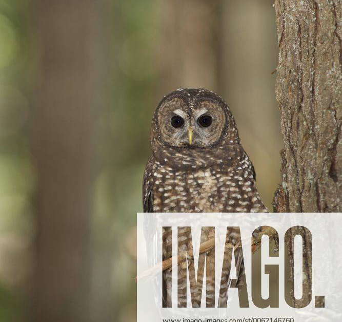 Northern Spotted Owl, Strix occidentalis caurina, Southern BC, Canada Y