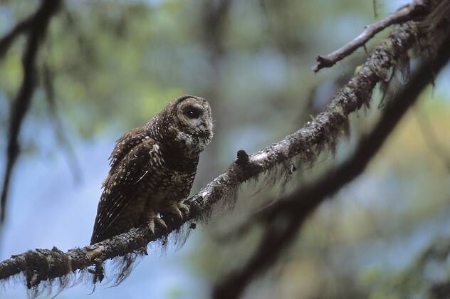 Northern Spotted Owl, Strix occidentalis occidentalis, Yosemite ...