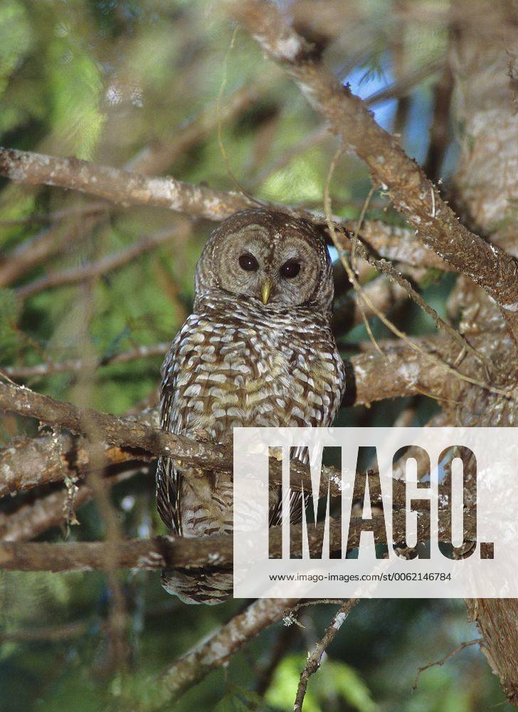 Northern Spotted Owl, Strix occidentalis caurina, Sparred Owl (Spotted ...