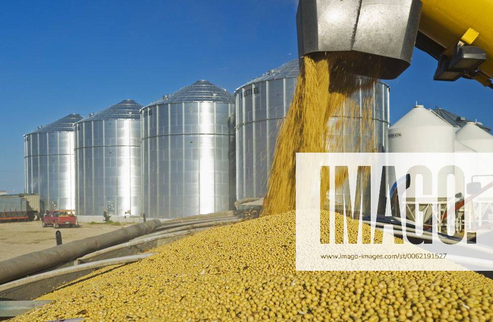 A grain wagon unloads soybeans into a farm truck during the harvest