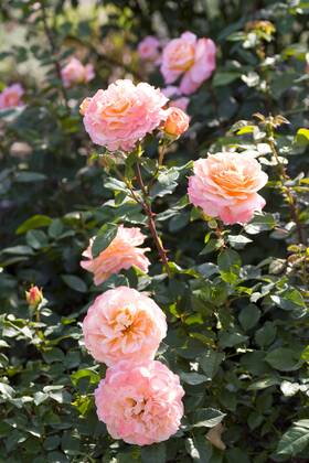 Zierrose, Zier-Rose (Rosa Augusta Luise , Rosa Augusta Luise), Sorte Augusta  Luise ornamental rose (