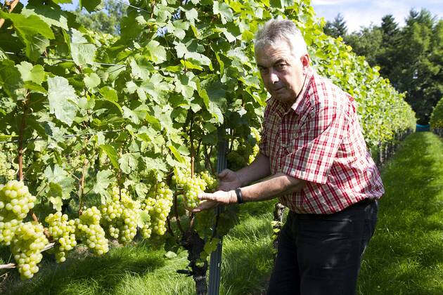 Themenbild - Weintrauben, Weinlese, Weinstock Weinlese im Rebberg in ...