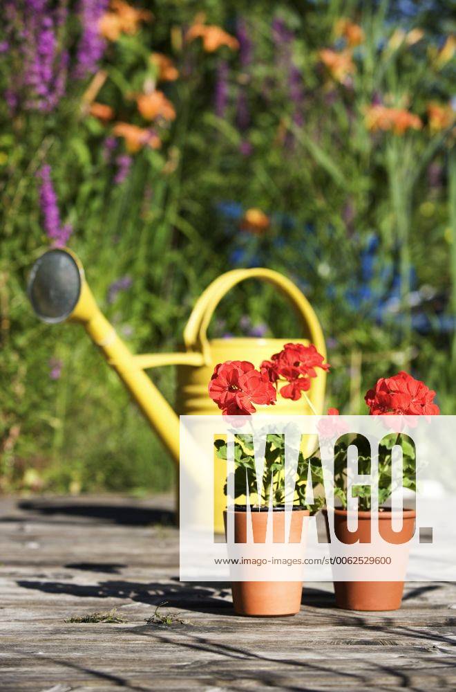 Yellow watering can and potted plants