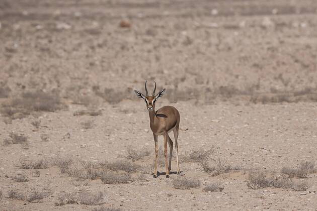 Arabian Oryx Sanctuary Stock Photos – License High‑Quality Images | IMAGO