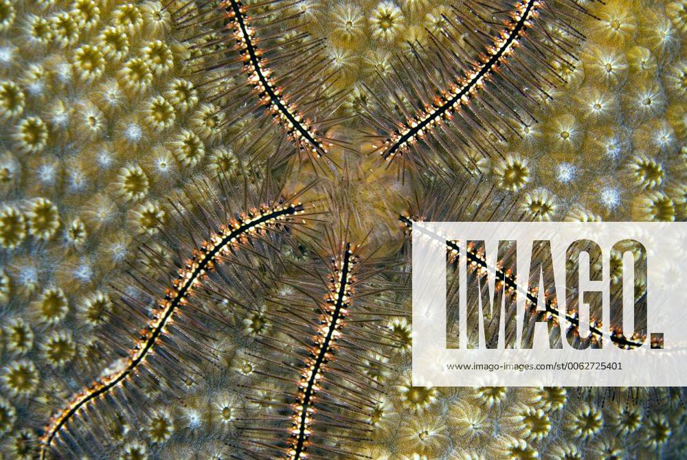 BAR0787_brittlestar Closeup showing of brittle star on coral