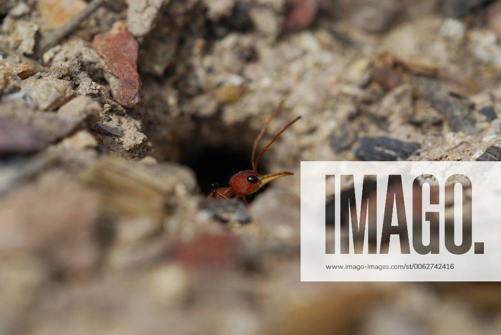 Deua National Park, New South Wales, Australia Bull ant Myrmecia sp. at ...