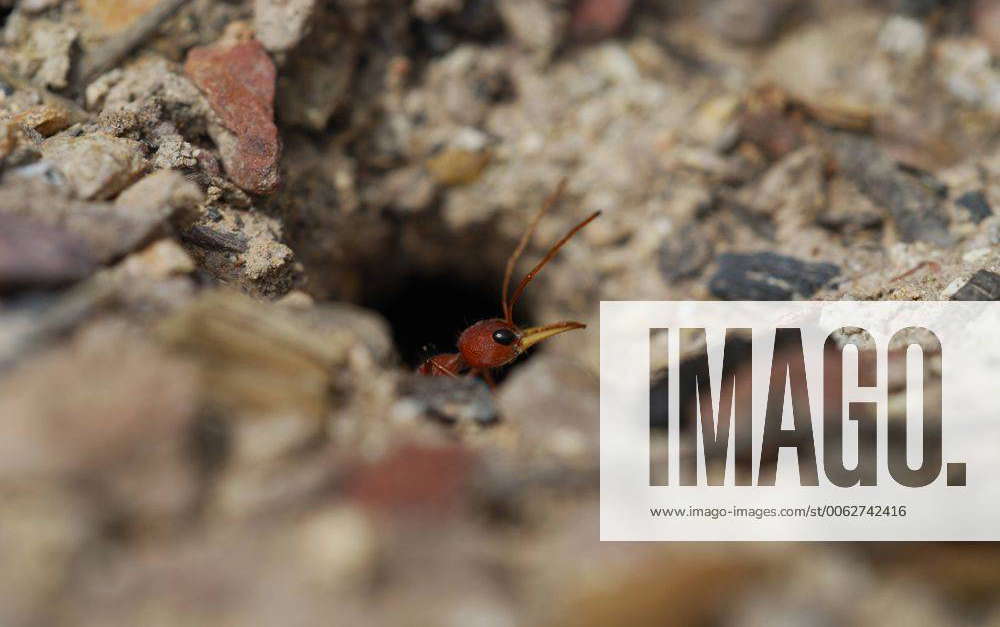 Deua National Park, New South Wales, Australia Bull ant Myrmecia sp. at ...