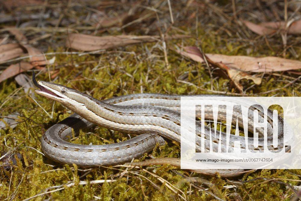 Myalup, Western Australia Burtons legless lizard (Lialis burtonis), with head raised and tongue