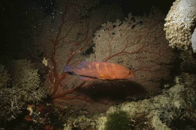 Miniata Cod Coral rock cod Great Barrier Reef, Queensland, Australia