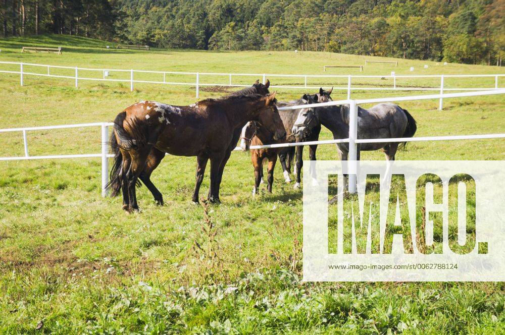 The Appaloosa (two horses at left), a horse breed best known for its colorful leopardspotted coat