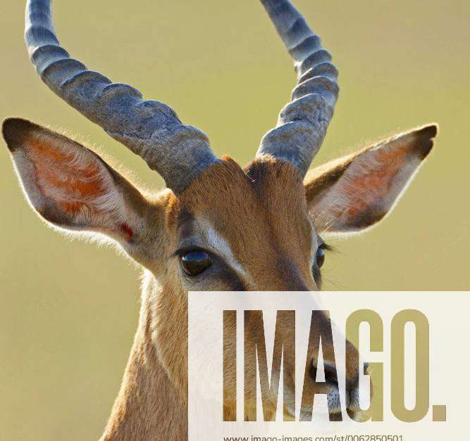 Schwarzfersenantilope, Schwarzfersen-Antilope, Impala (Aepyceros ...