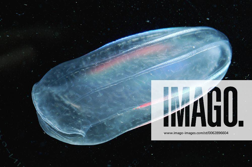 Comb jelly (Beroe ovata) NB Mouth on left. Plankton