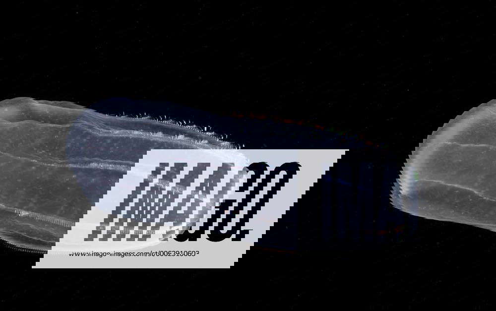 Comb jelly {Ctenophora} Gulf of Maine, Atlantic Y