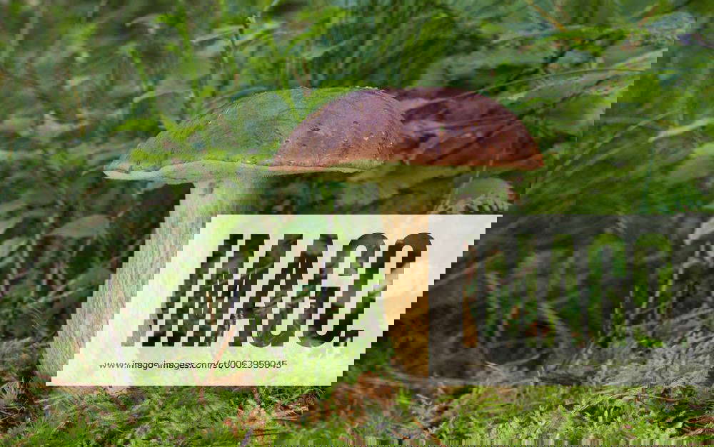 Maronenroehrling, MaronenRoehrling, Marone, Blaupilz, BlauPilz