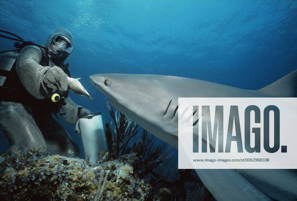 Shark handler wearing chain mail suit feeding a Caribbean reef shark