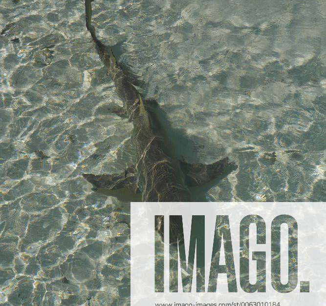 Lemon shark (Negaprion brevirostris) swimming in shallows on Heron