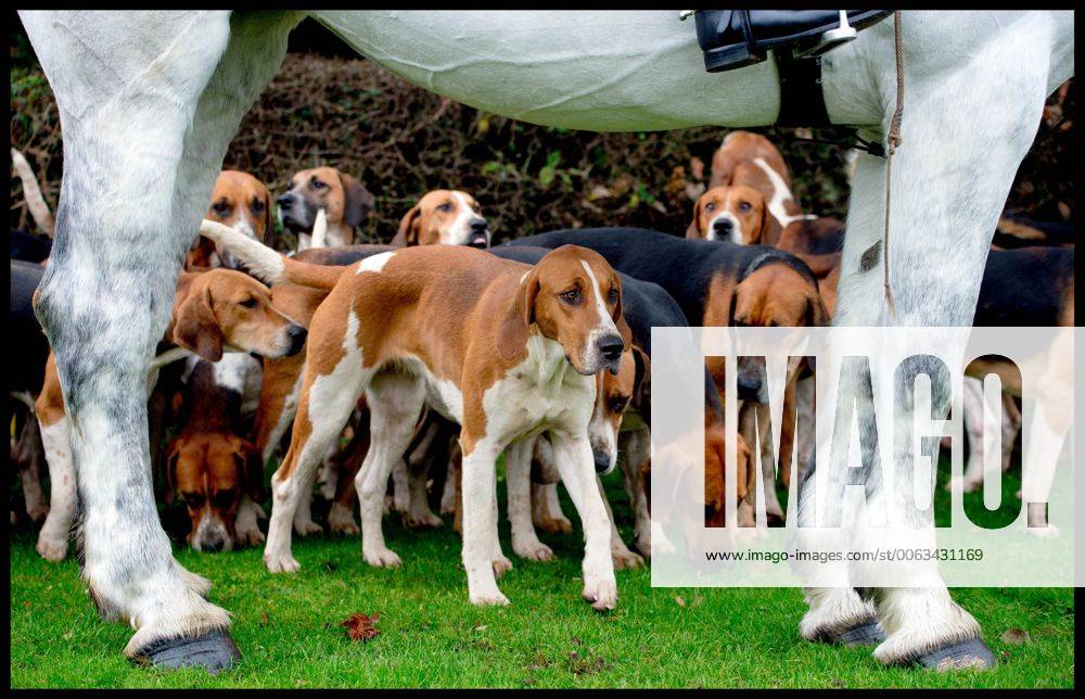 . 26 12 2014. Essex, United Kingdom. Fox Hounds gather as the Essex Hunt forms at Matching Green