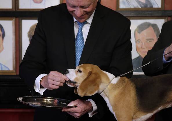 William Alexander holds Miss P, the Beagle from the Hound Group, as the ...