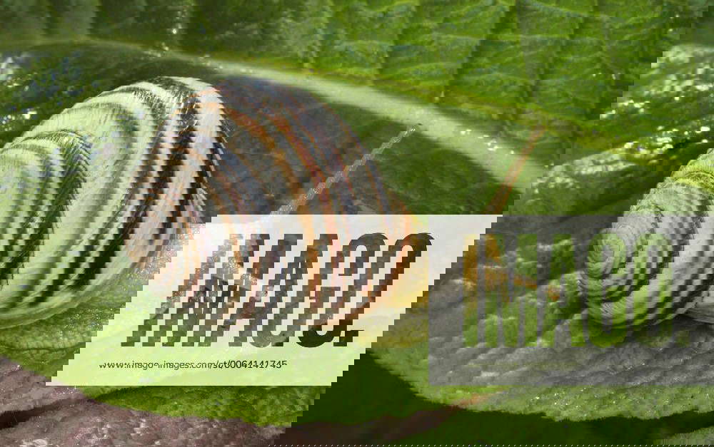 Gerippte Baenderschnecke, Gerippte Schnirkelschnecke (Cepaea