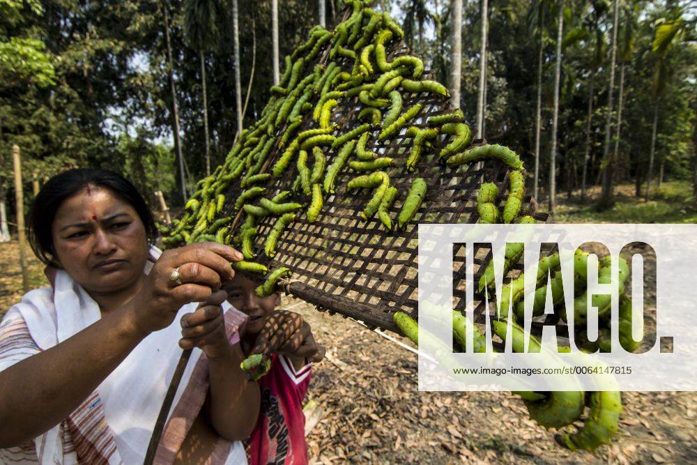 March 24, 2015 - Sivasagar, Assam, India - A woman farmer prepares her ...