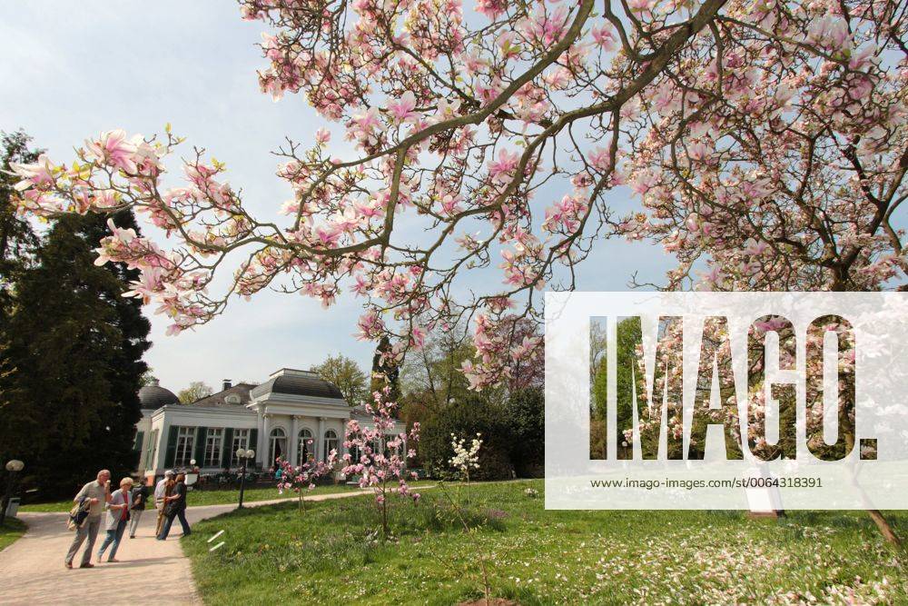 Personen genießen die Frühlingsstimmung mit blühenden Magnolien 