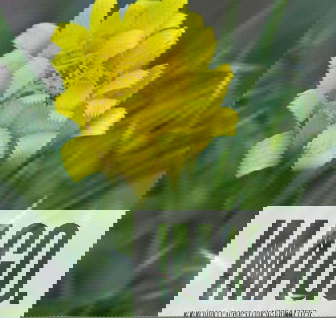 Common golden thistle Spanish oyster thistle (Scolymus hispanicus) in flower Y 333DJP8N