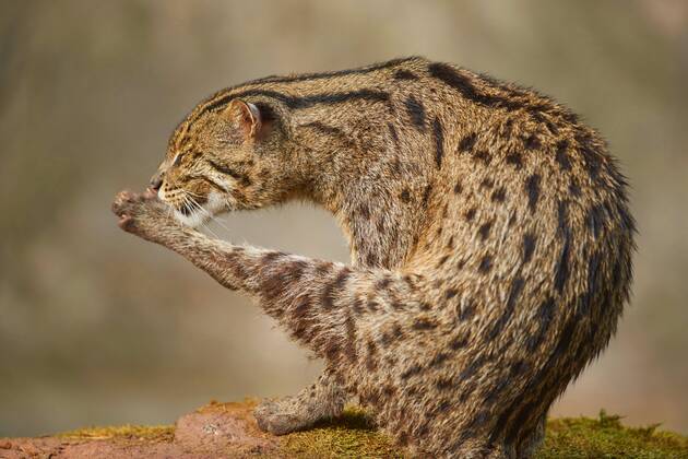 Fischkatze, Fisch-Katze (Prionailurus Viverrinus, Felis Viverrinus ...