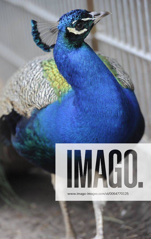 Die Pfauen im DeutschFranzösischenGarten (DFG) sollen auf Dacher in